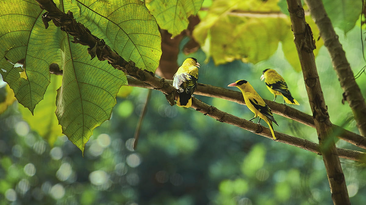 Sightings of the Black-naped oriole have been rare in urban cities, but the bird is commonly spotted in Valencia.