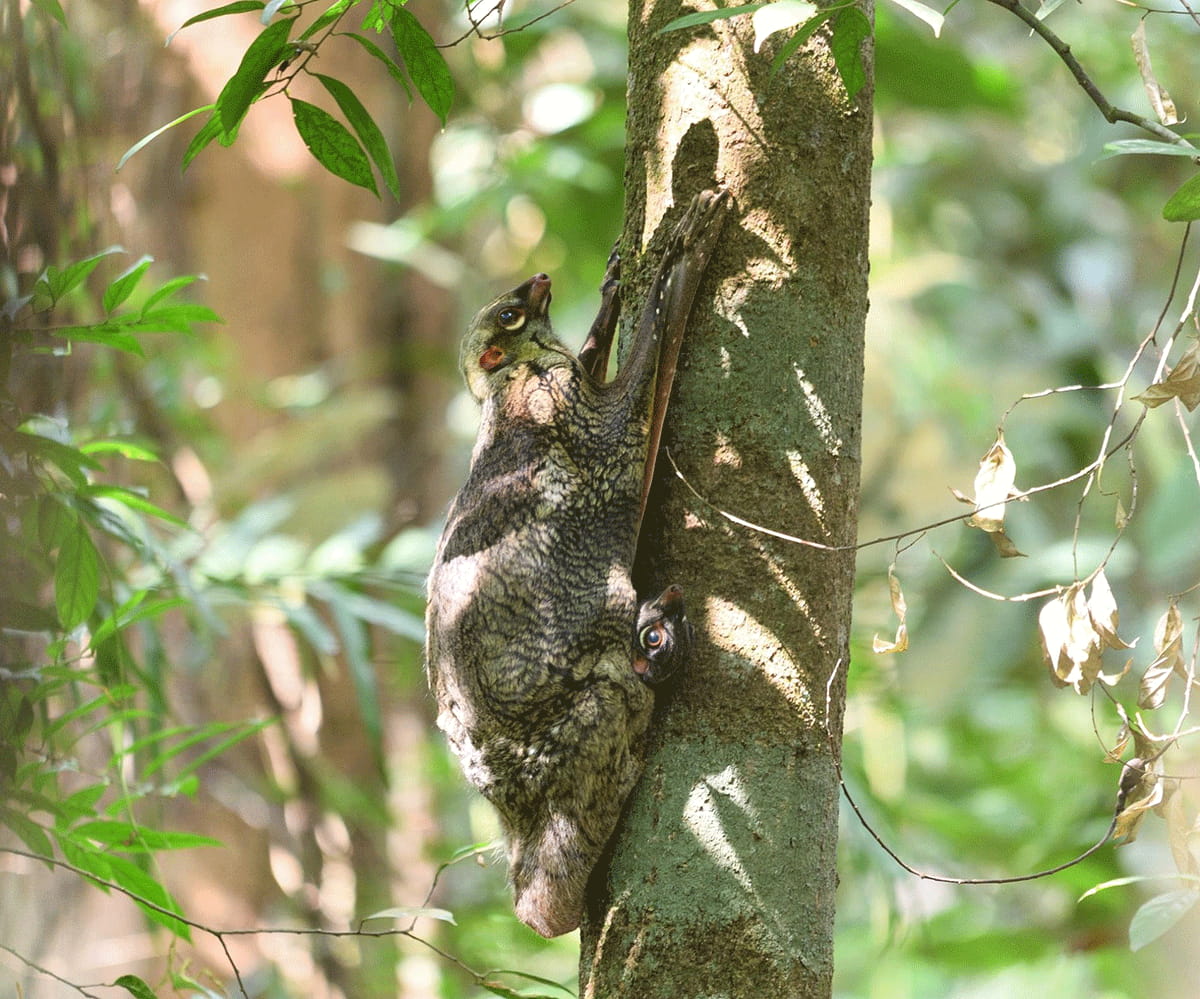 The Malayan Flying Lemur is known for its ability to glide in the air while travelling from tree to tree.