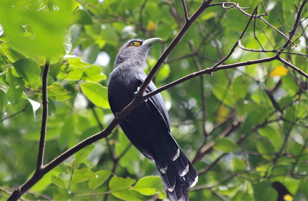 The Chestnut-bellied Malkoha is a bird species that is known for its long tail, grey head, and light-colored bill.