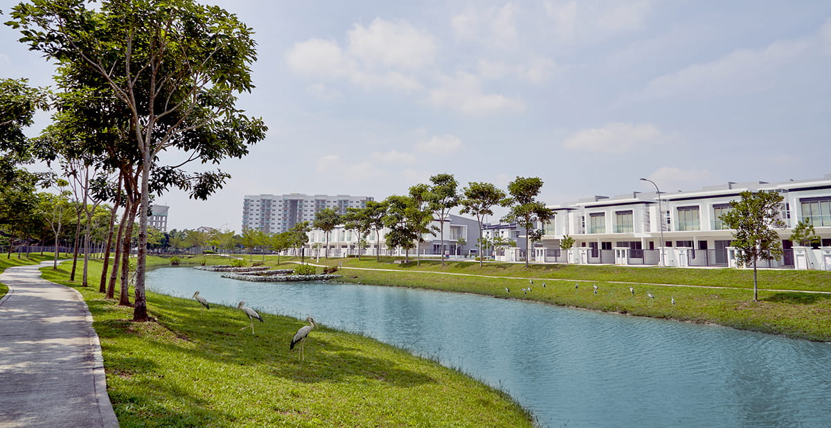 Asian openbill storks have flocked to Kundang Estates due to the township's healthy ecosystem and abundance of greenery for them to roost.