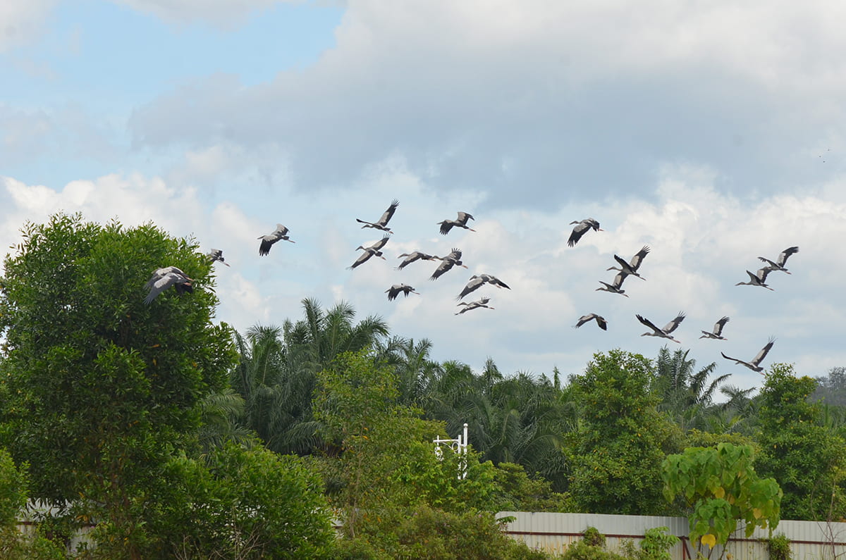 Kepelbagaian biologi menarik burung datang mencari makanan.