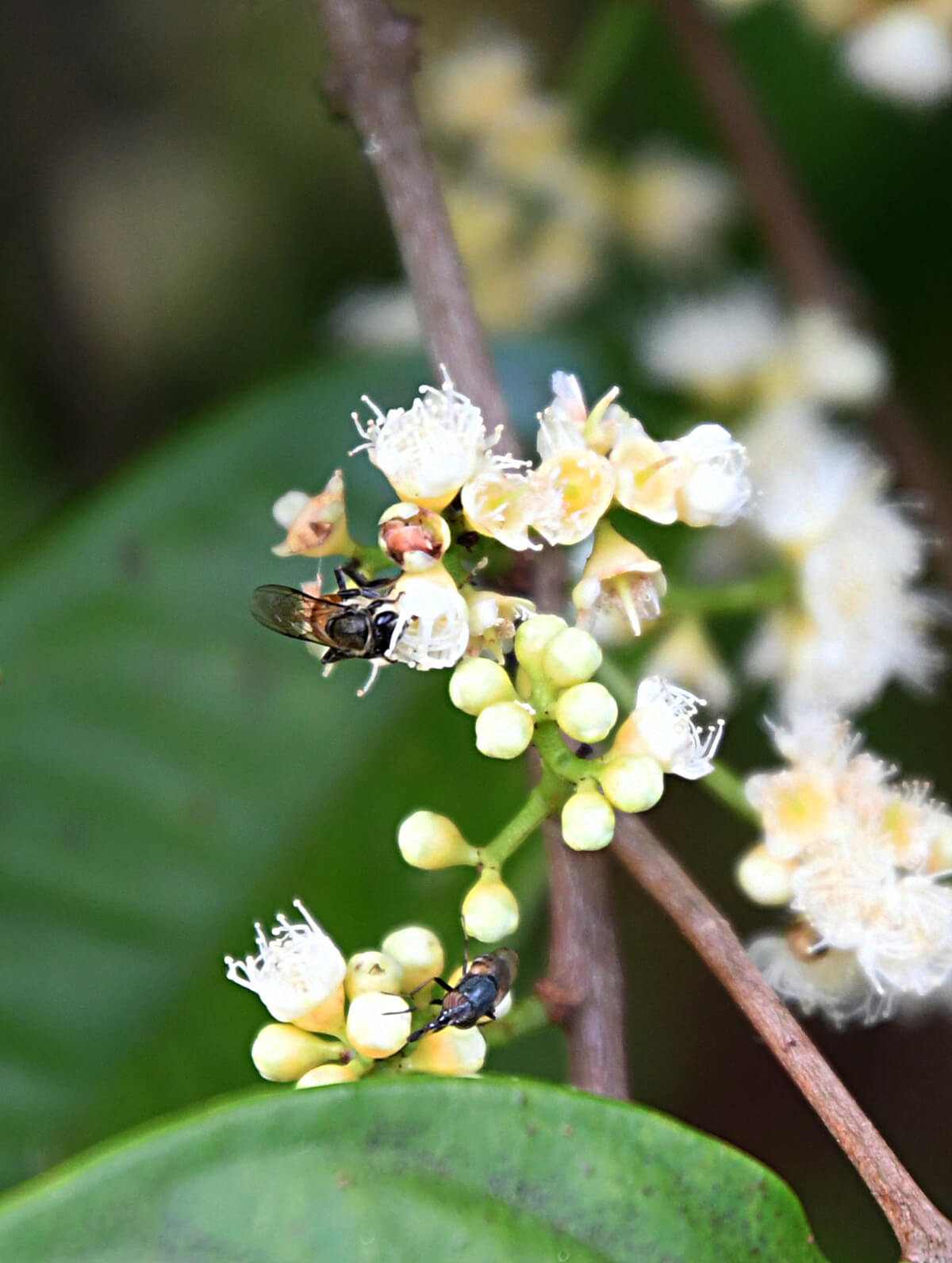 Stingless bees were introduced to Horizon Hills.