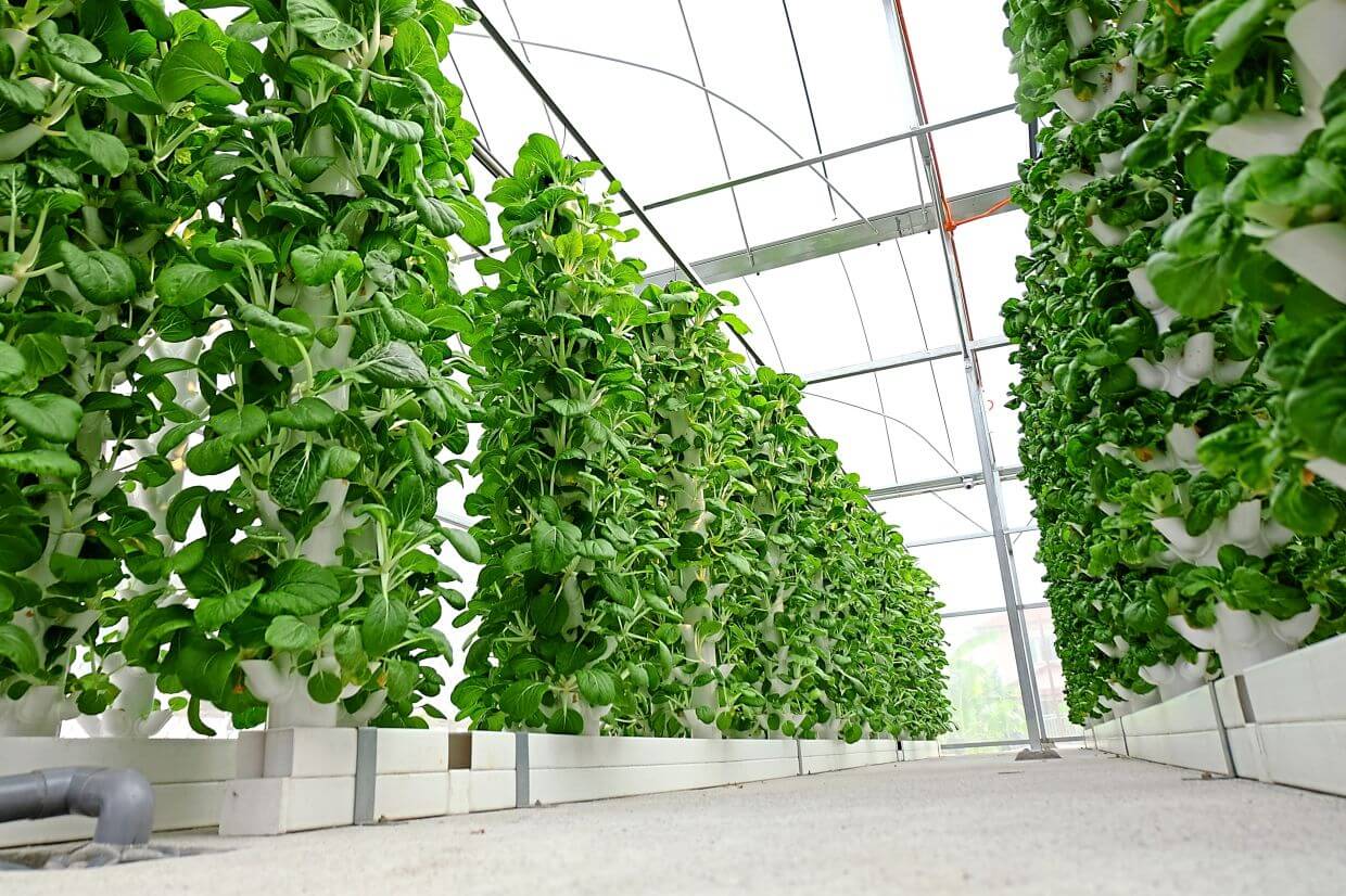 Vertical farming systems can maximise use of space in an urban context.