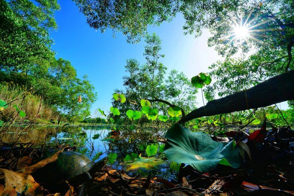 Paya Indah Discovery Wetlands. Gamuda Parks aims to preserve Malaysia’s natural heritage. (Actual photo)