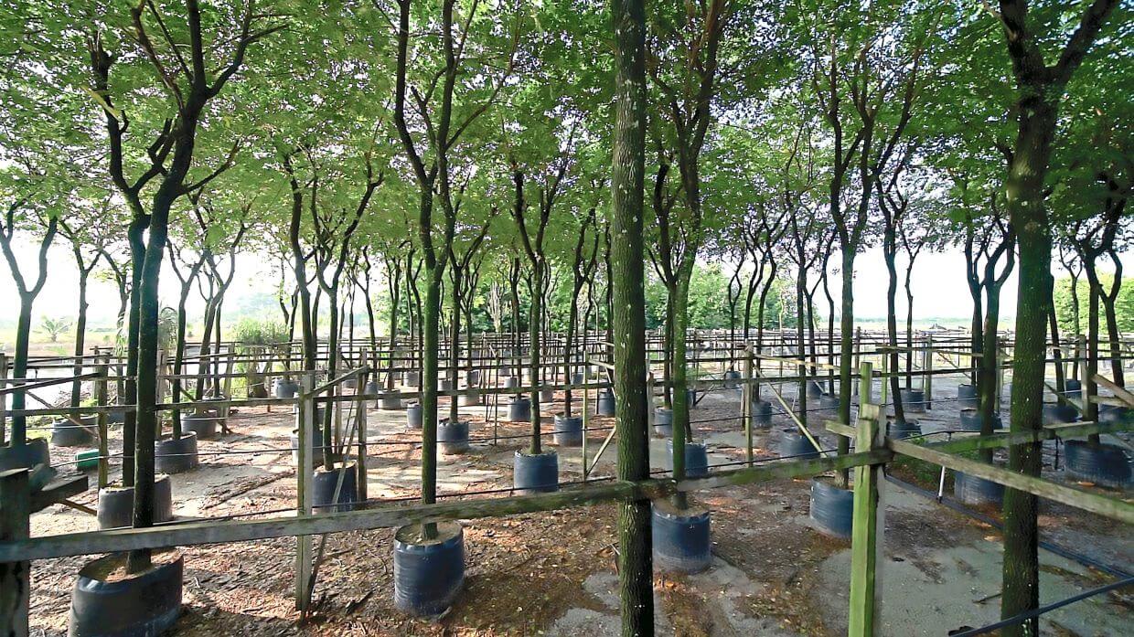 Gamuda Parks uses advanced tree growing methods in holding nurseries on sites such as Gamuda Gardens and Gamuda Cove, where trees are grown until ready for transplanting.