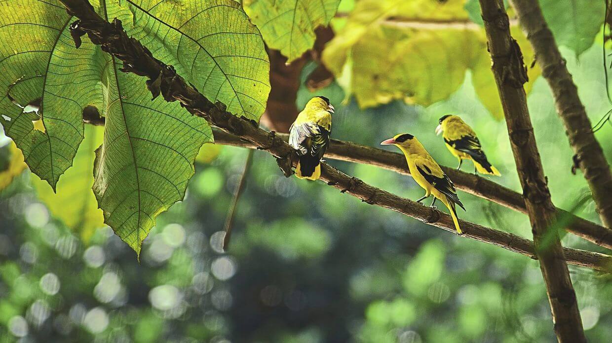 Tree planting enhances biodiversity conservation efforts in the surrounding area, as seen in Gamuda Land’s development Valencia.