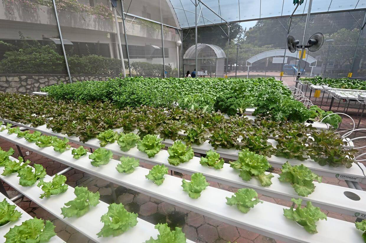 The hydroponic glasshouse at Sunway FutureX uses modern technology to monitor the light intensity and humidity of the surroundings to ensure it provides the optimum environment for vegetables.