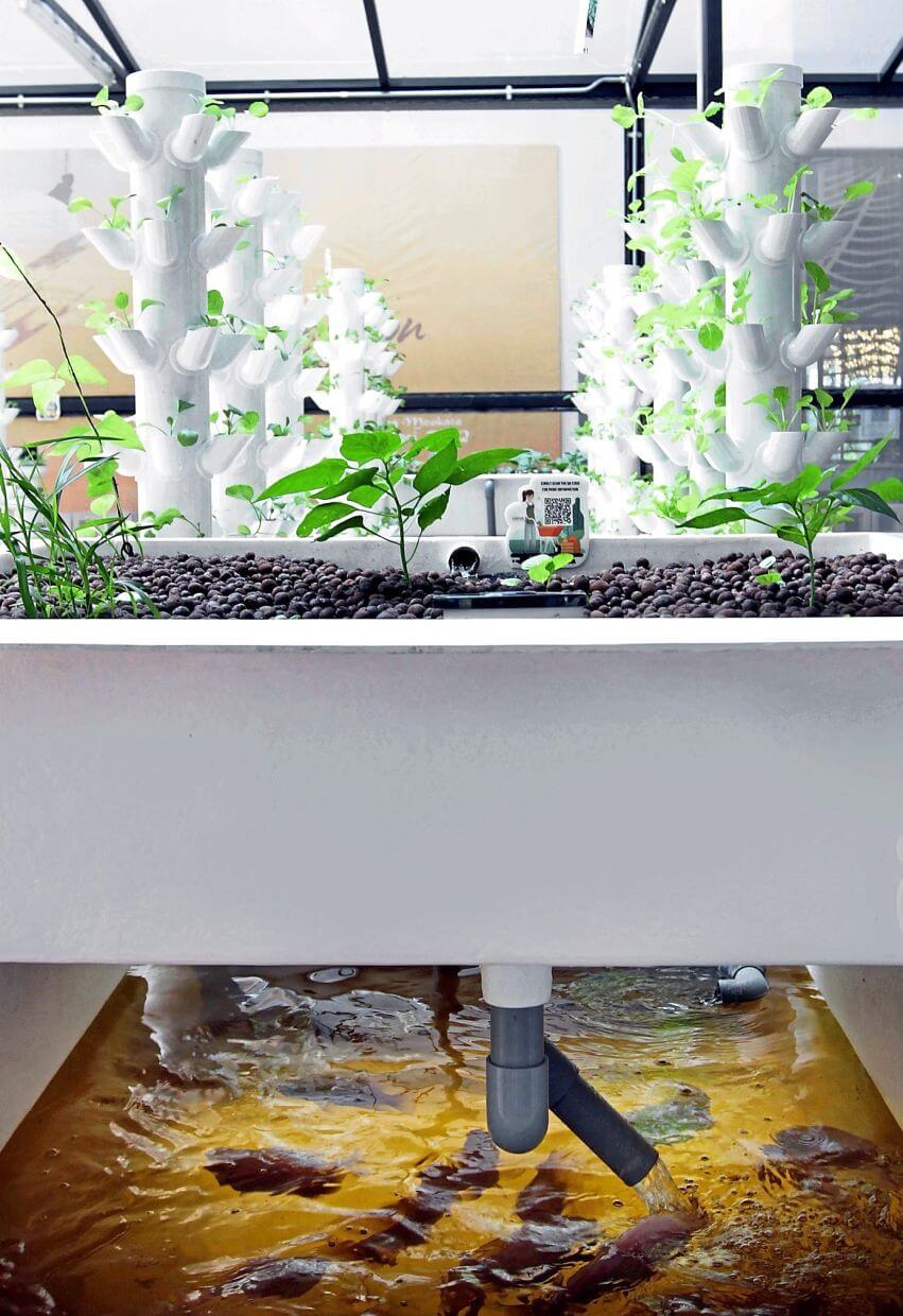 Havva’s urban farming techniques include hydroponics, aeroponics, vermiponics, vertical farming and aquaculture.