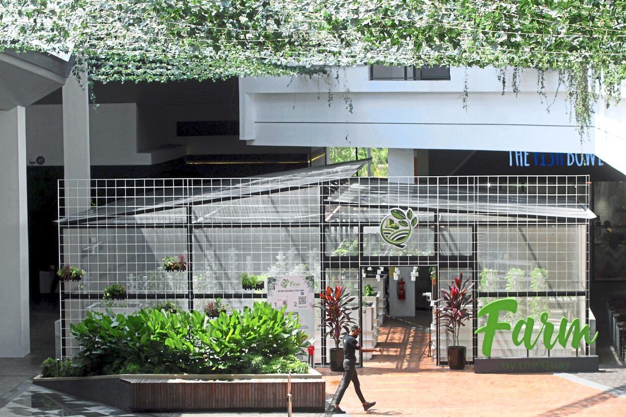 Located on the ground floor of Quayside Mall, Farm by the Quay is home to six types of leafy vegetables. — Photos: SS KANESAN, KK SHAM and CHAN TAK KONG/The Star